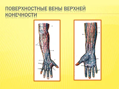 Презентация артерии и вены верхней конечности - 96 фото