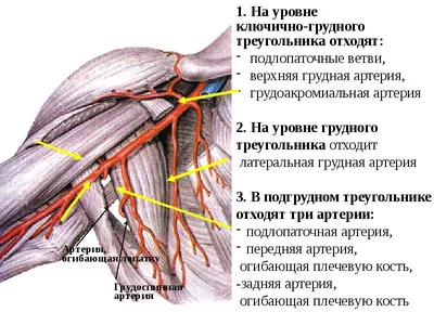 Анатомия верхней конечности | e-Anatomy