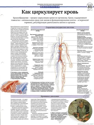 Вены большого круга кровообращения - online presentation