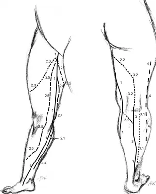 Вены верхней конечности - e-Anatomy - IMAIOS