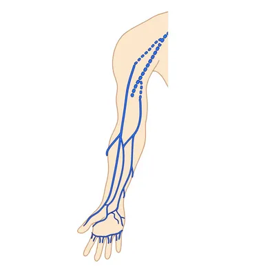 Анатомия: Вены верхней конечности. Поверхностные (подкожные) и глубокие вены  руки | Анатомия, Анатомия сердца, Анатомия человека