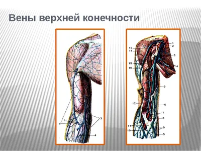 Компьютерная мультимедийная презентация к уроку \"Вены большого круга  кровообращения\"