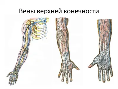 Схема клапанного аппарата вен верхней конечности - Коммуникации венозной  системы человека и клапанный аппарат - Венозная система человека - Цікава  інформація медичної спрямованості - Анатомія людини