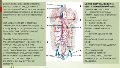 Процесс кровообращения. Вены большого круга кровообращения.