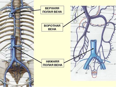 Профилактика и лечение венозных тромбоэмболических осложнений в аку