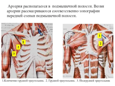 Артерии и вены верхней конечности презентация, доклад, проект