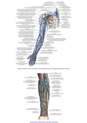 Поверхностные вены верхней конечности - e-Anatomy - IMAIOS