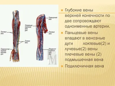 1.2. Анатомия вен нижних конечностей — Флебологический Центр \"Антирефлюкс\"