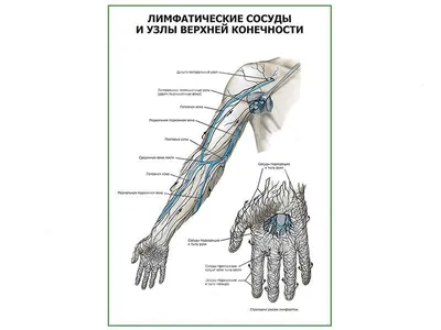 Анатомия для студентов медицинских ВУЗов (часть 4: Вены) | Good doctor |  Дзен