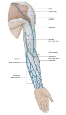 Вены верхней конечности - описание, заказать | Гэотар-мед