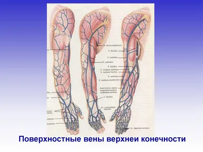 Вены большого круга кровообращения - online presentation