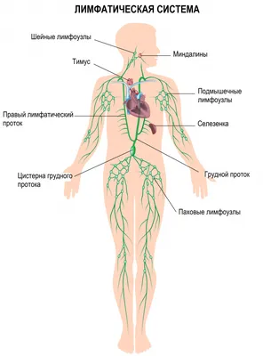 Отсканированное изображение