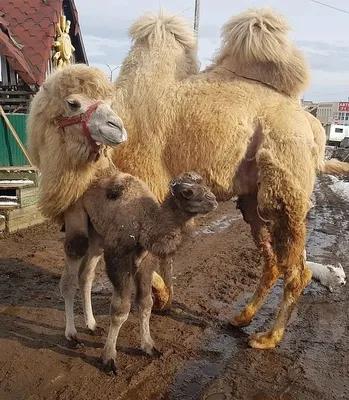 Купить фигурка PAPO Верблюжонок, цены на Мегамаркет