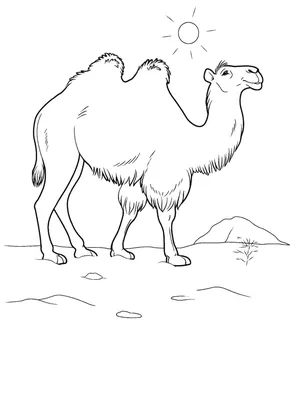 Как нарисовать верблюда. Простой рисунок верблюда.How to draw a camel. A  simple drawing of a camel. - YouTube