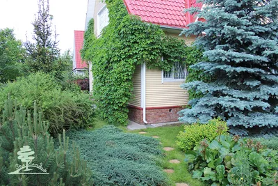 Вертикальное озеленение в Москве от студии ландшафтного дизайна  «Травушка.ру»