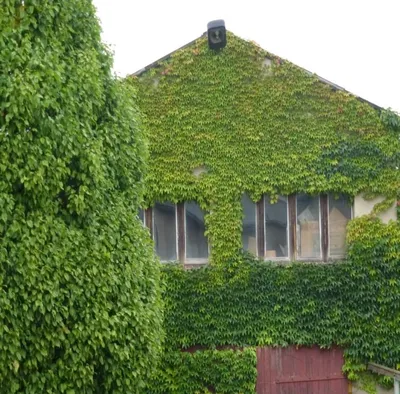 Вертикальное озеленение для ограды на даче, особенности. | Растения |  Ландшафт | АССбуд — строительный портал