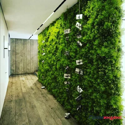 Вертикальное озеленение стен – взгляд под новым углом