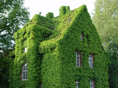 Зеленый уголок: Идеи для создания Вертикального Озеленения в доме