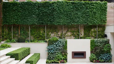 Фотография Вертикального Озеленения как способ сделать свой дом более экологичным