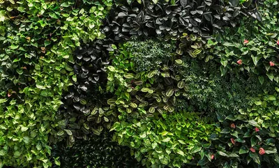 Зеленый уголок на стене: Идеи для создания Вертикального Озеленения в квартире