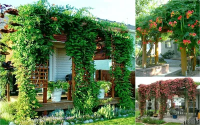 Фото вертикального озеленения: идеальное решение для любого дома или квартиры