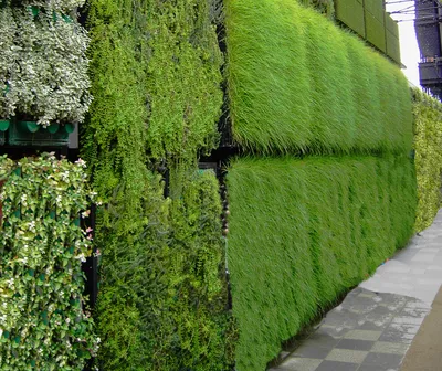 Как превратить обычный дом в зеленый рай: фото вертикального озеленения