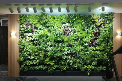 Озеленение стен: фото примеров вертикального озеленения