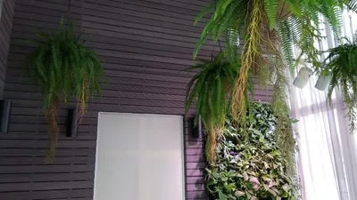 Как создать зеленую зону в своем доме: фото вертикального озеленения