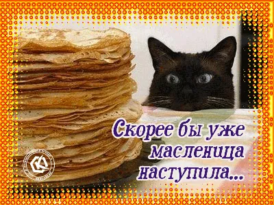 Забавная картинка с котом, который ждет не дождется масленицу, поделитесь с  друзьями прикольной открыткой | Забавные картинки, Картинки, Открытки