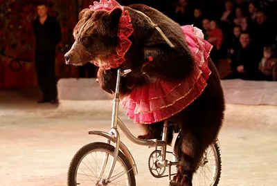 Фотообои Веселая девочка на велосипеде артикул Dl-045 купить в Оренбург|;|9  | интернет-магазин ArtFresco