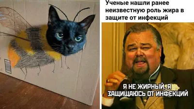 УТРЕННИЕ ВЕСЁЛЫЕ КАРТИНКИ.