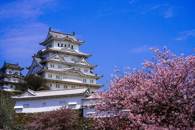 Фото Япония сакуры Himeji Castle Замки Весна город Цветущие деревья