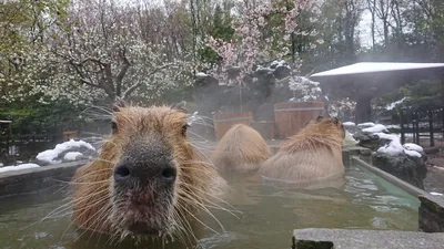 Вечерная япония, красивые весенние цветы на задний план, София Стоковое  Фото - изображение насчитывающей романтично, мягко: 158098780