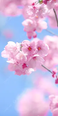 Весенние цветы картинки для смартфона - 70 фото