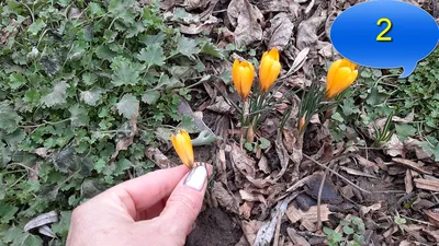 Весенние цветы в саду: ТОП популяных первоцветов, время посадки и цветения  – Mariupol Pitomnik \"AZOV\"