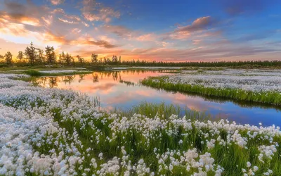 Весенний Пейзаж — стоковые фотографии и другие картинки Без людей - Без  людей, Белый, В цвету - iStock