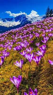 Самые красивые весенние пейзажи в вышивке. Трудно выбрать один | Волшебная  иголочка | Дзен