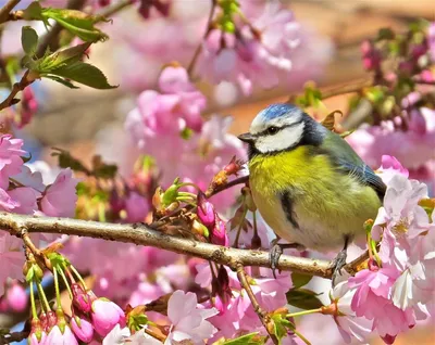 Весенние птицы | Пикабу