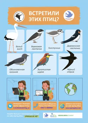Зимующие и перелетные птицы России | Путешествие по Карелии | Farm animals  preschool, Nature kids, Birds