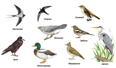 Весенние птицы - фото и картинки: 64 штук