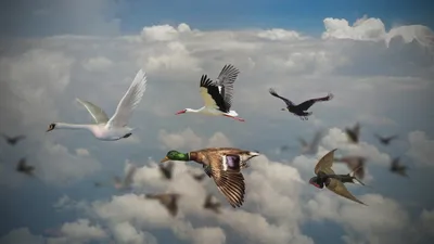 Перелетные птицы пересекают земной фон, Главная, птичье гнездо, стая птиц  фон картинки и Фото для бесплатной загрузки