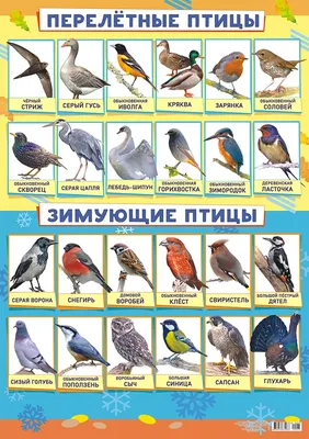 Перелетные птицы: названия, фото и описание перелетных видов птиц