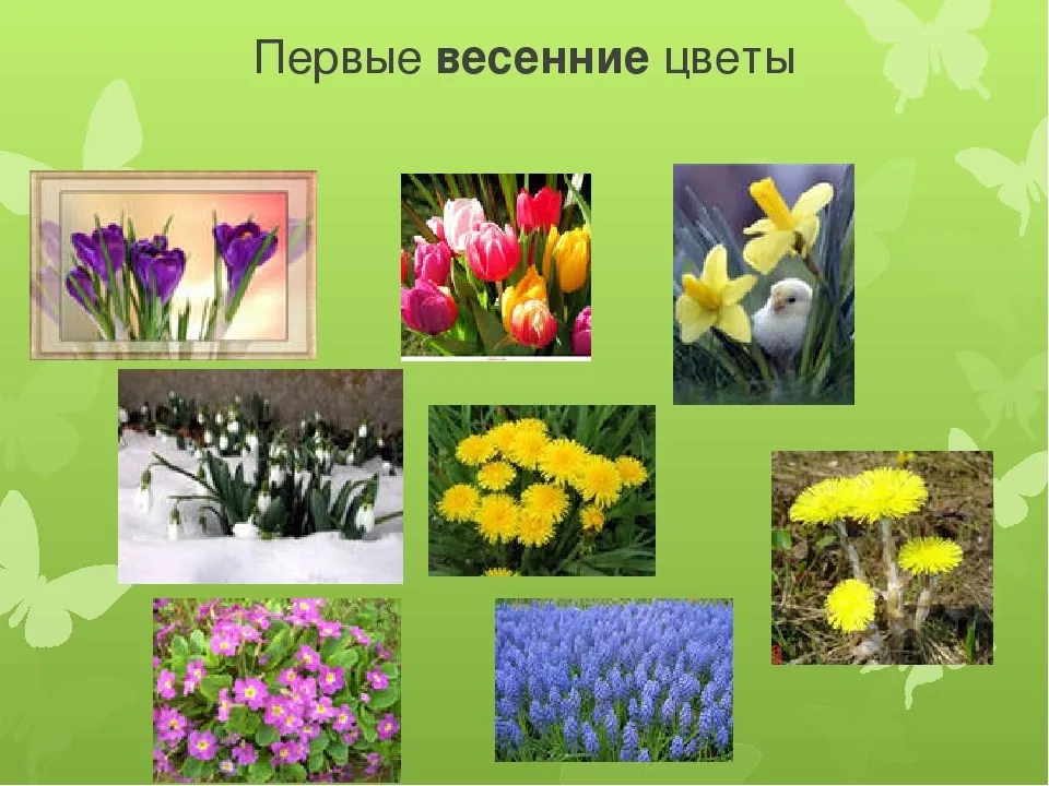 Первые цветы весной для детей. Первоцветы крокусы. Первоцветы для дошкольников. Название весенних цветов. Весенние цветы для детей.