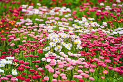 Весенние цветы Сибири - фото и названия первоцветов - Itonga.ru