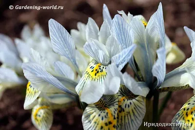 Заказать Букет \"Весенние цветы\" - Bloom.by