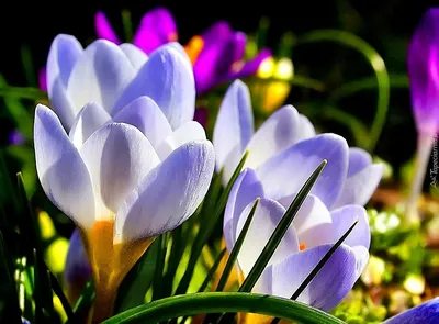Красивые весенние цветы на светлом фоне :: Стоковая фотография ::  Pixel-Shot Studio
