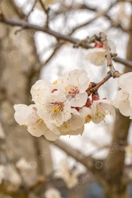 Весенние садовые цветы. Нежные белые лилии Stock Photo | Adobe Stock