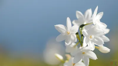 Весенние цветы на лугу стоковое изображение. изображение насчитывающей  природа - 187097953