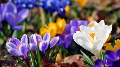 Какие цветы посадить на клумбе в саду весной - полезные статьи о  садоводстве от Agro-Market