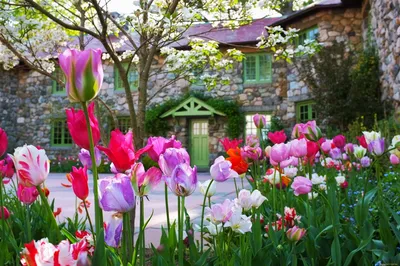 10 красивых цветов-многолетников, цветущих в мае | В цветнике (Огород.ru)
